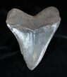 Huge And Very Serrated Inch Meg Tooth #1654-2